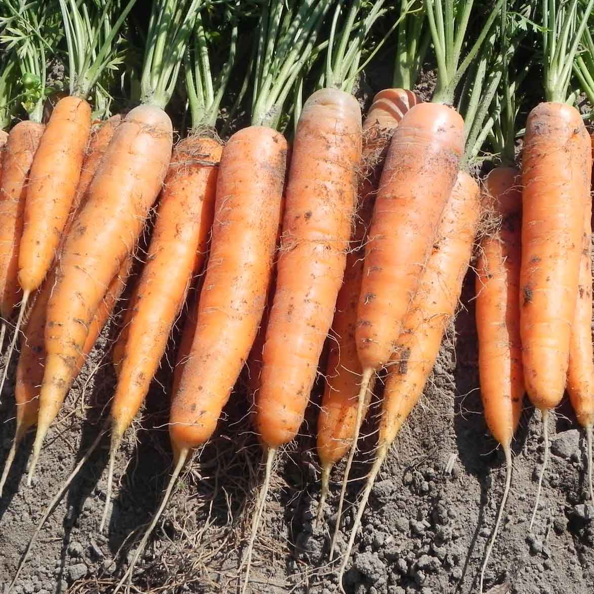 Семена морковь Сластена  Драже, Аэлита