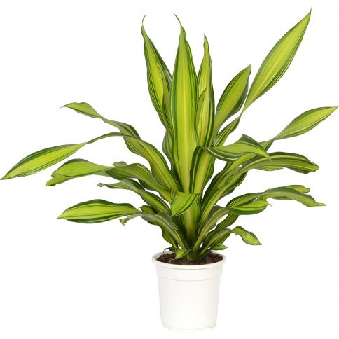 Купить Драцена Душистая Чарли (Dracaena fragrans Charley) - описание ...