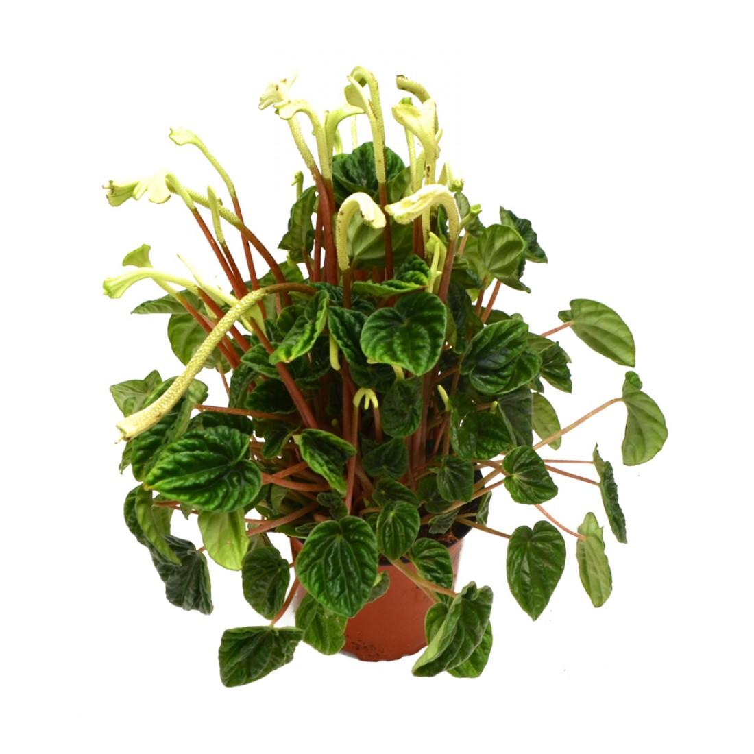 Пеперомия Peperomia bangroana