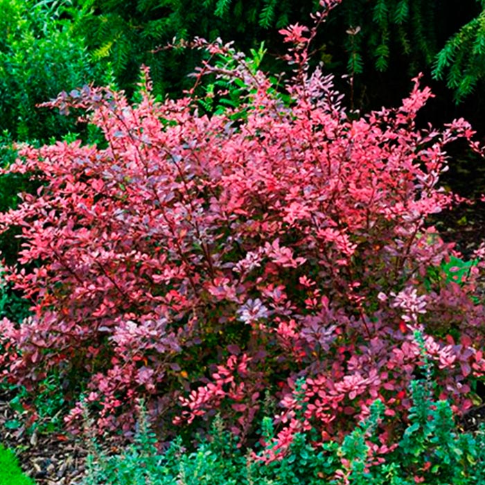 Барбарис тунберга rose glow описание и фото