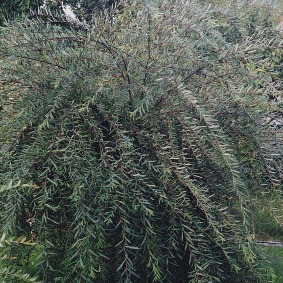 Ива пурпурная Пендула (Pendula)
