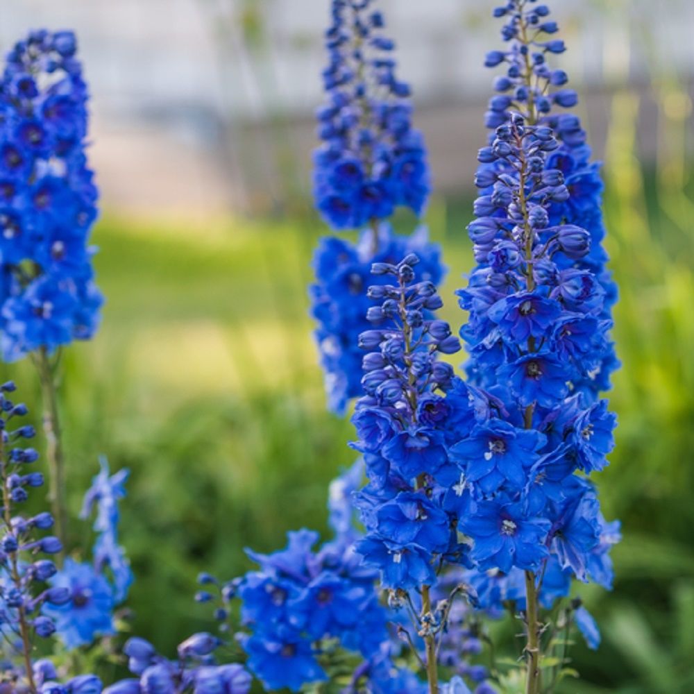 Купить Дельфиниум (Delphinium) - описание сорта, фото, саженцы, посадка ...