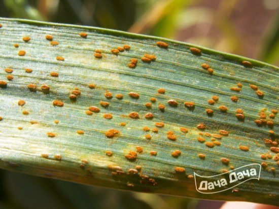 Церкоспорос