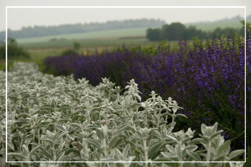 Цветочный город