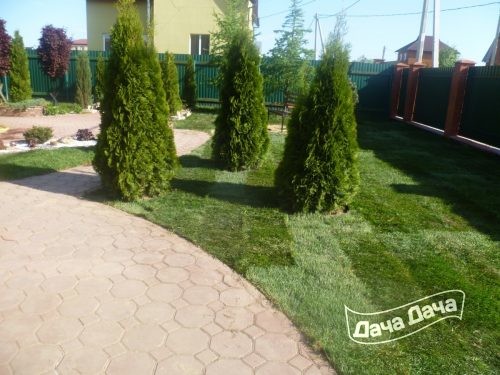tuya-z.-smaragk-gruppovaya-posadka-500x375.jpg