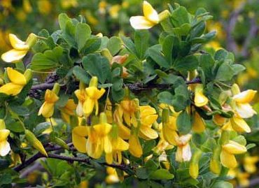 vyrastim akatsiyu zheltuyu 01