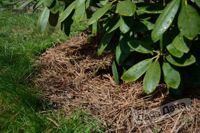 Как подготовить рододендрон к зиме