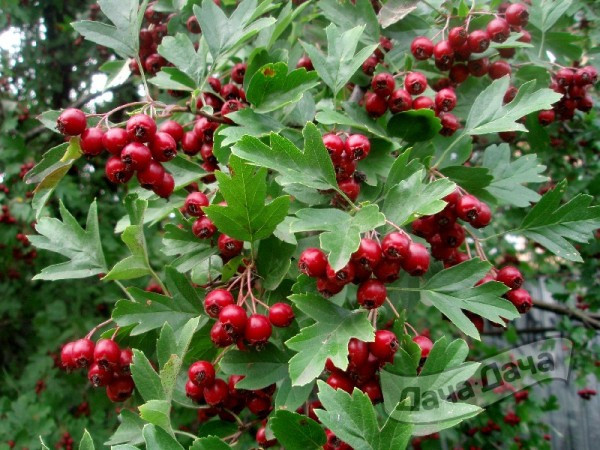 Боярышник: от декоративности до целебности