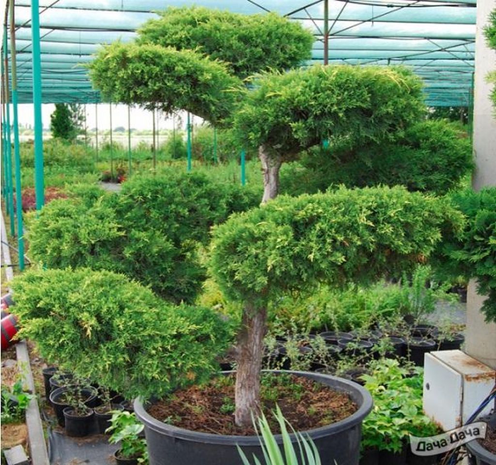 Можжевельник пфицериана Ауреа Бонсай (Juniperus Pfitzeriana Aurea Bonsai) -  описание сорта, фото, саженцы, посадка, особенности ухода. Дачная  энциклопедия.