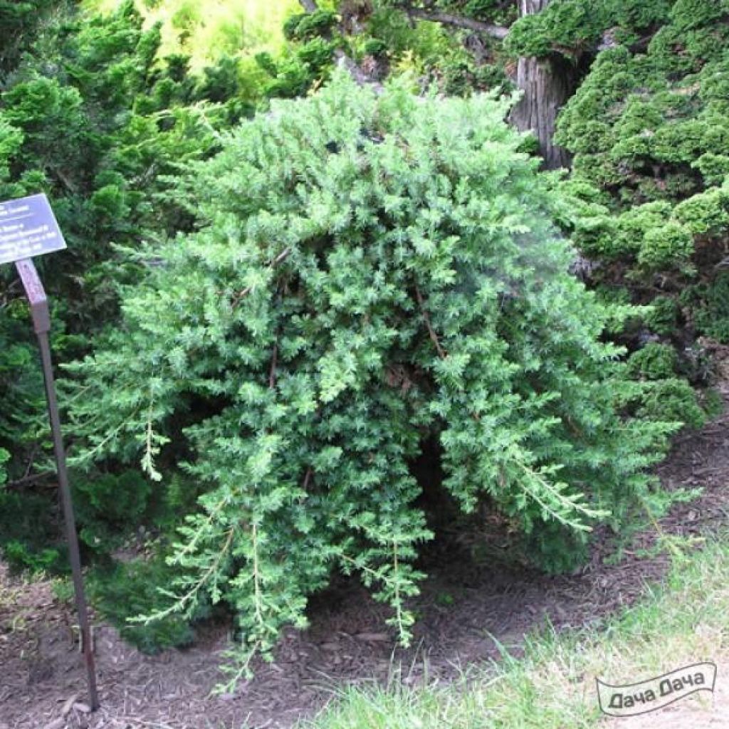 Можжевельник прибрежный Блю Пацифик (Juniperus conferta Blue Pacific) -  описание сорта, фото, саженцы, посадка, особенности ухода. Дачная  энциклопедия.