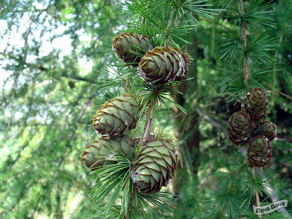 Лиственница европейская (Larix decidua) - описание сорта, фото, саженцы,  посадка, особенности ухода. Дачная энциклопедия.