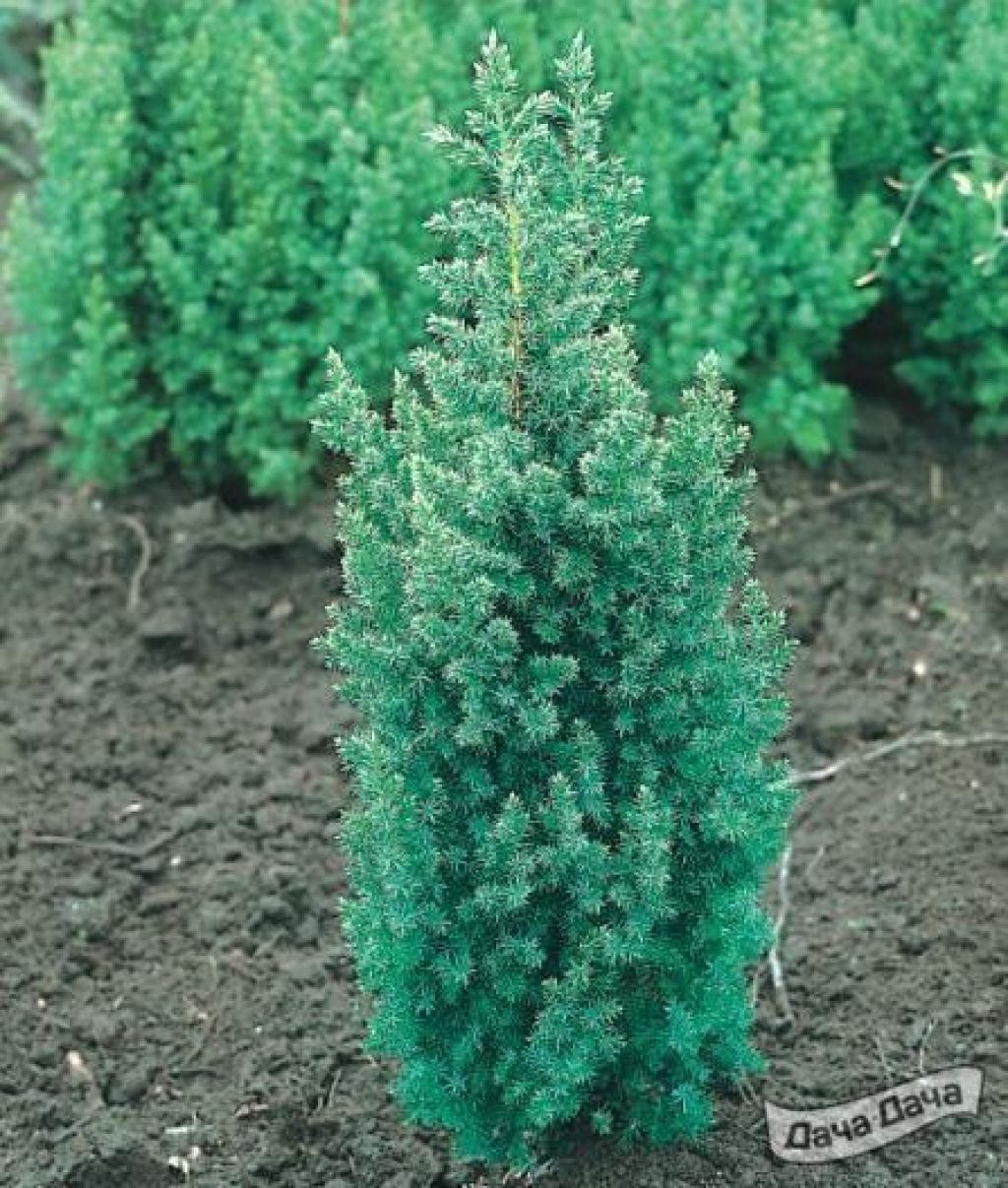 Можжевельник китайский Обелиск (Juniperus chinensis Obelisk) - описание  сорта, фото, саженцы, посадка, особенности ухода. Дачная энциклопедия.