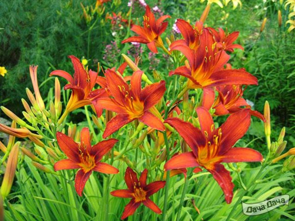 Лилейник (Hemerocallis) - описание сорта, фото, саженцы, посадка,  особенности ухода. Дачная энциклопедия.