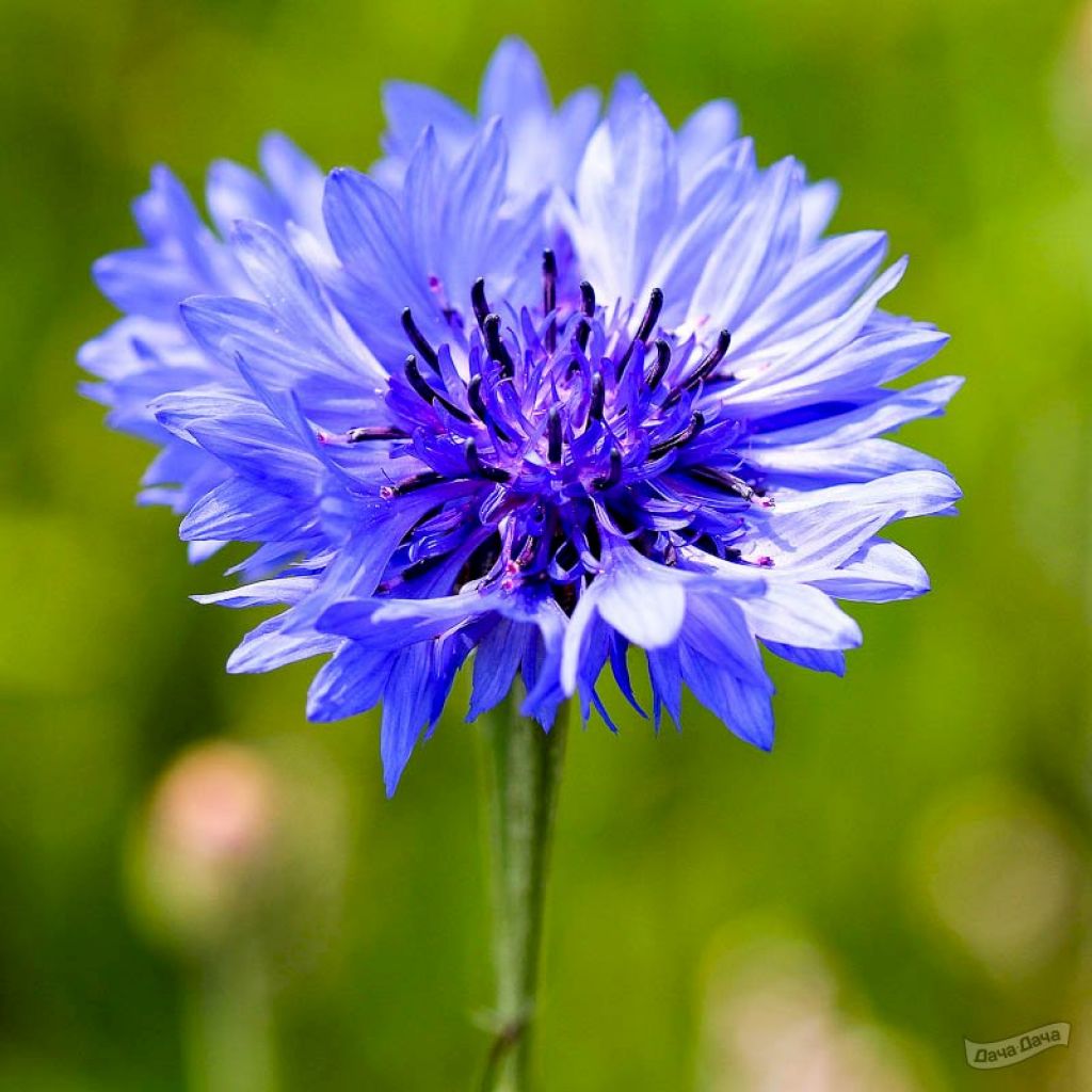 Иризиния цветок фото описание