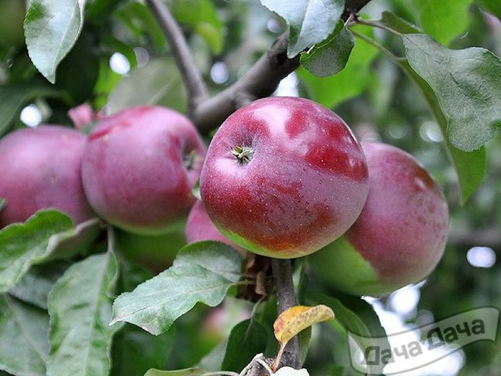 Описание сорта яблони Белорусское малиновое