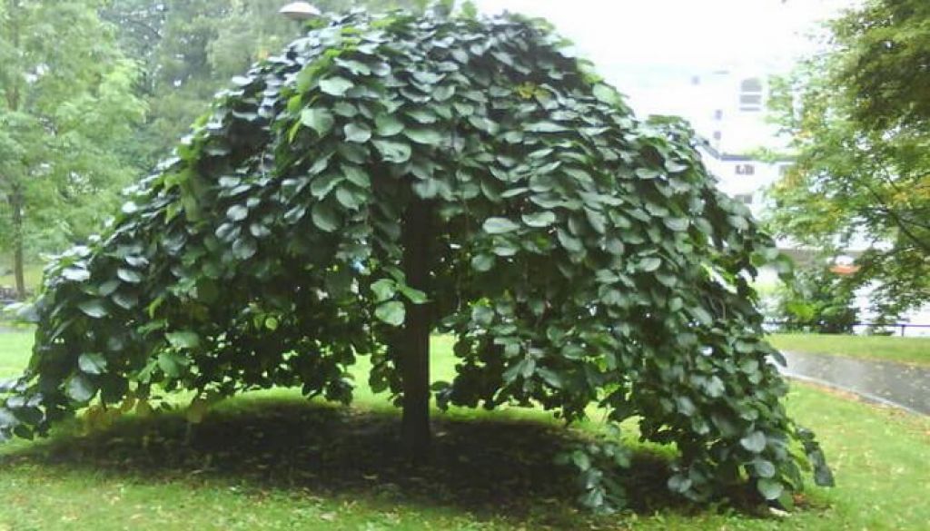 Вяз голый «Пендула» / Ulmus glabra 'Pendula'