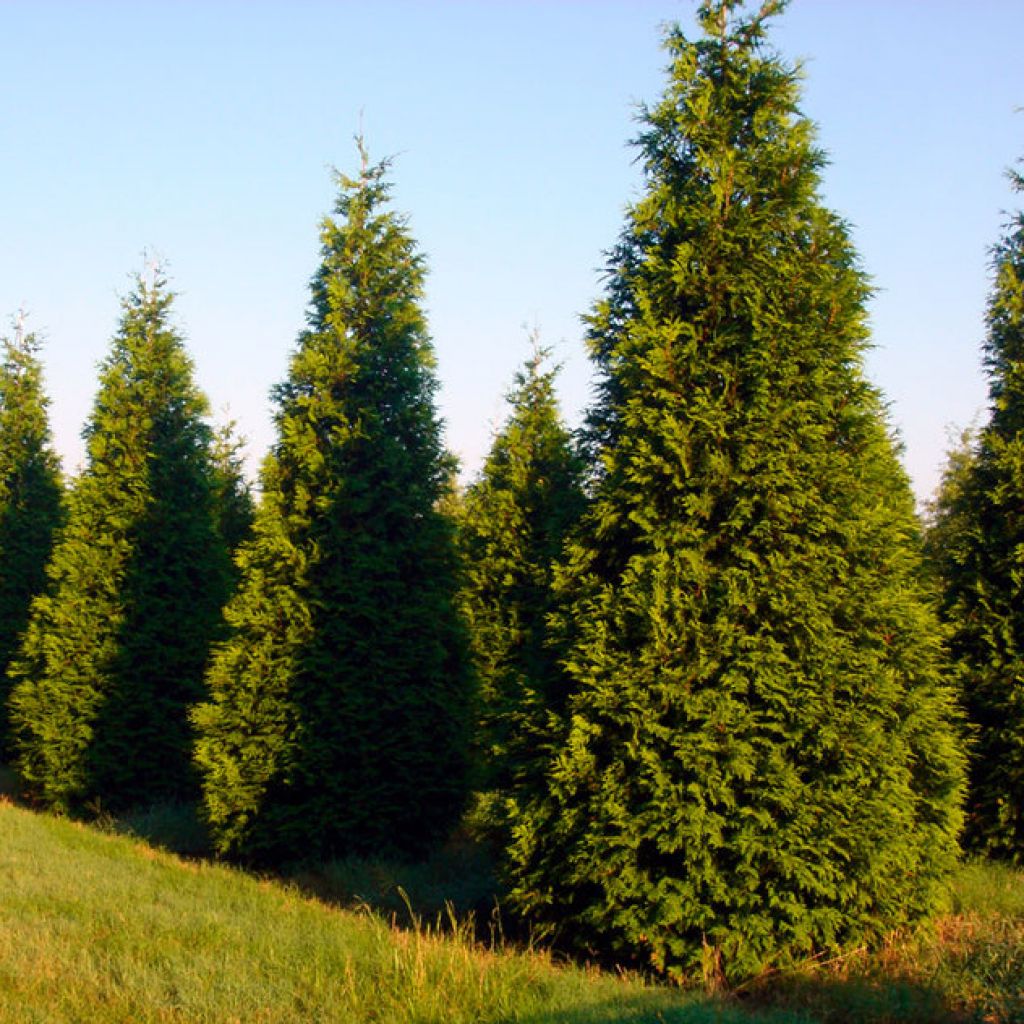 Туя складчатая Gelderland