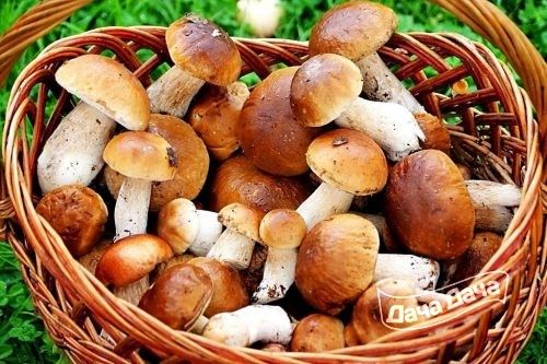 Описание грибов с фото