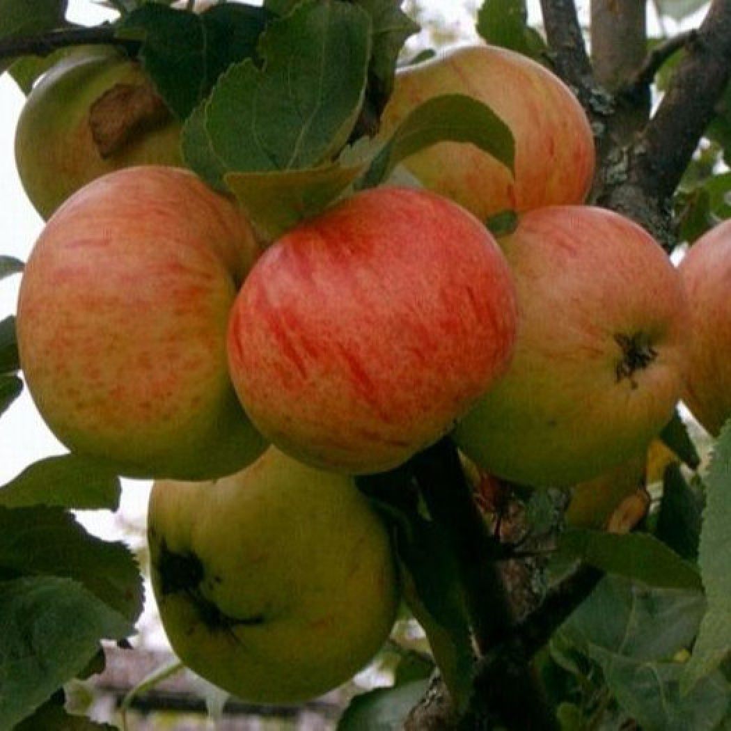 Сорт яблок коричневка фото и описание сорта
