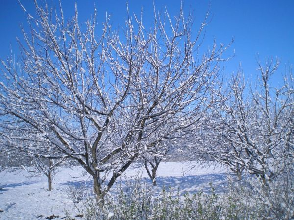 Как еще зимой определить, что вырастет на огороде