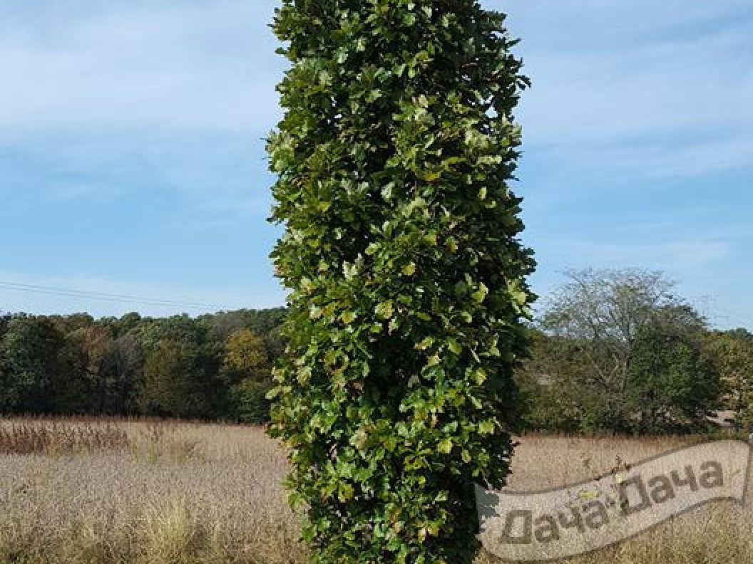 Липа крупнолистная Фастигиата (Fastigiata) (Tilia platyphyllos Fastigiata)  - описание сорта, фото, саженцы, посадка, особенности ухода. Дачная  энциклопедия.