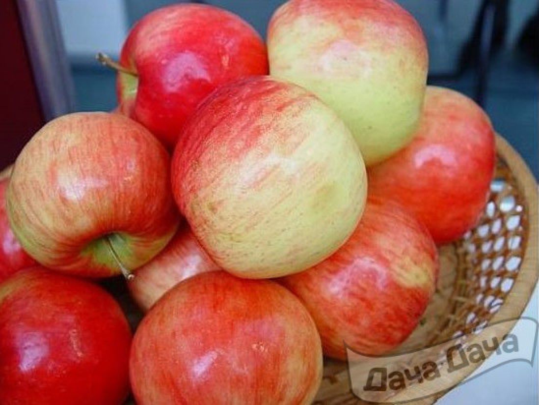 Сорт яблони беркутовка
