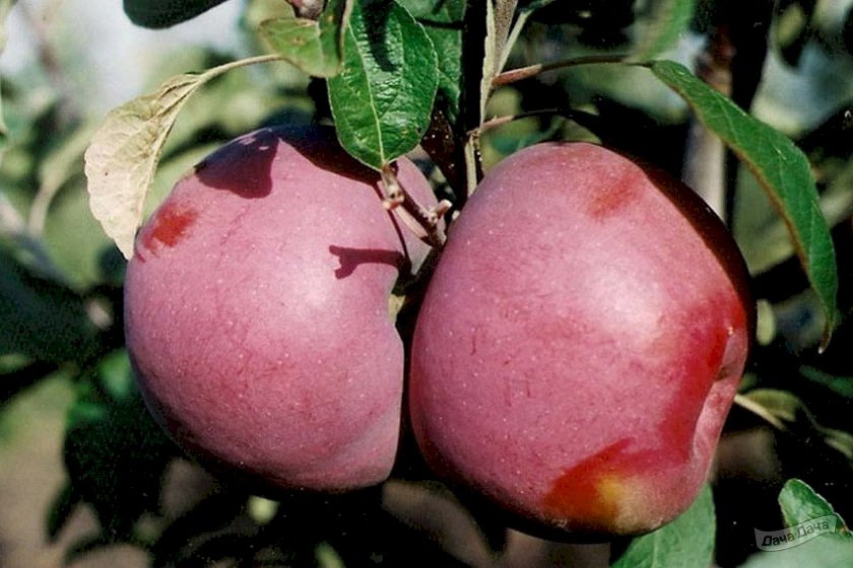 Макинтош яблоня фото и описание сорта фото