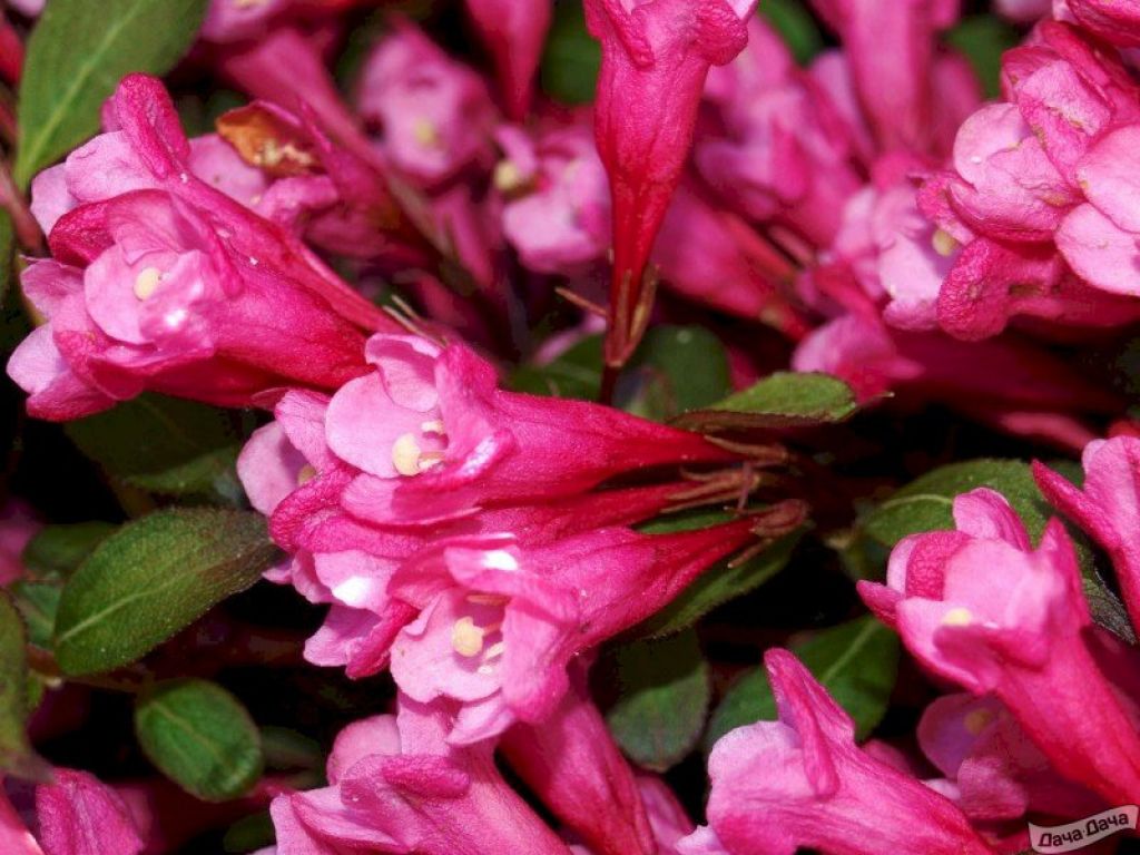 Вейгела цветущая Викториа (Viktoria) (Weigela Victoria) - описание сорта,  фото, саженцы, посадка, особенности ухода. Дачная энциклопедия.