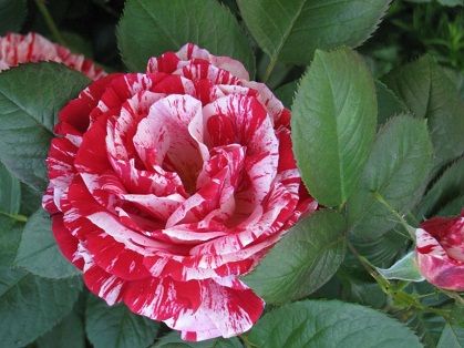 Отзывы о сортах бордюрных роз