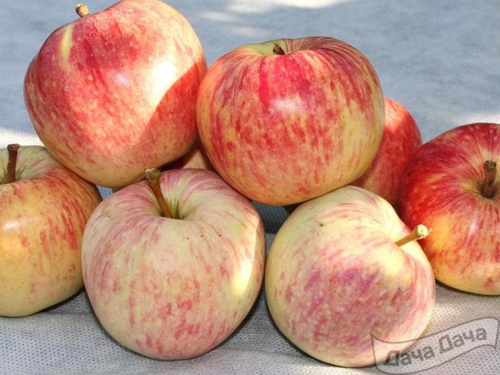 Характеристики плодов яблони Успенское