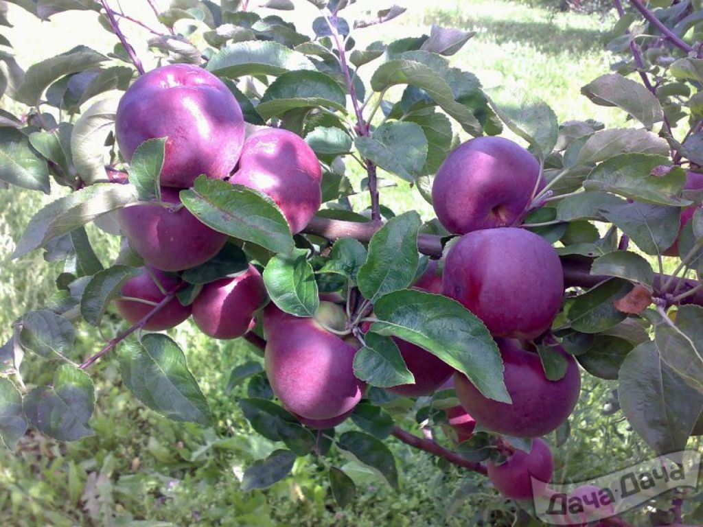 Фиолетовые Яблоки Фото