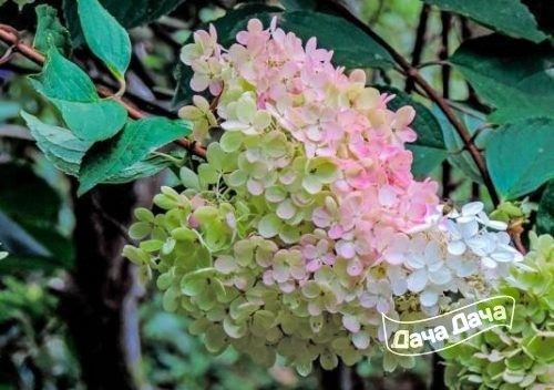 gortenziya-metelchataya3