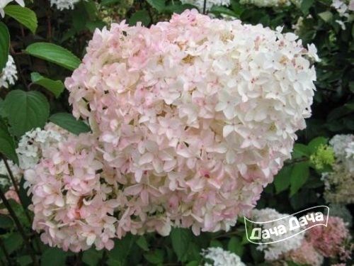 gortenziya-metelchataya4