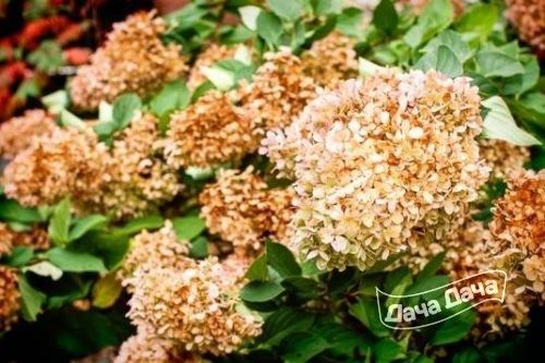 gortenziya-metelchataya5