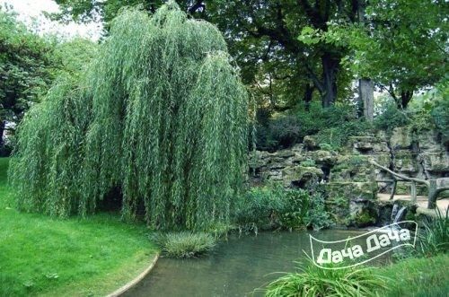 iva-plakuchaya-serebristaya