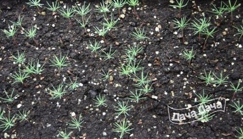 listvennitsa-yaponskaya2