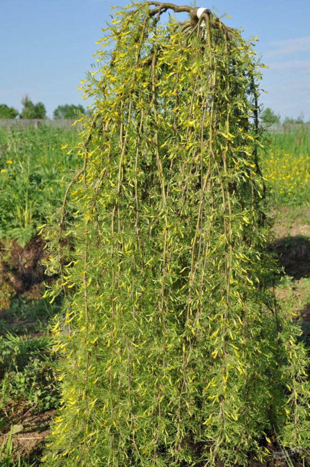 Акация желтая Уолкер (Caragana arborescens Walker) - описание сорта, фото,  саженцы, посадка, особенности ухода. Дачная энциклопедия.