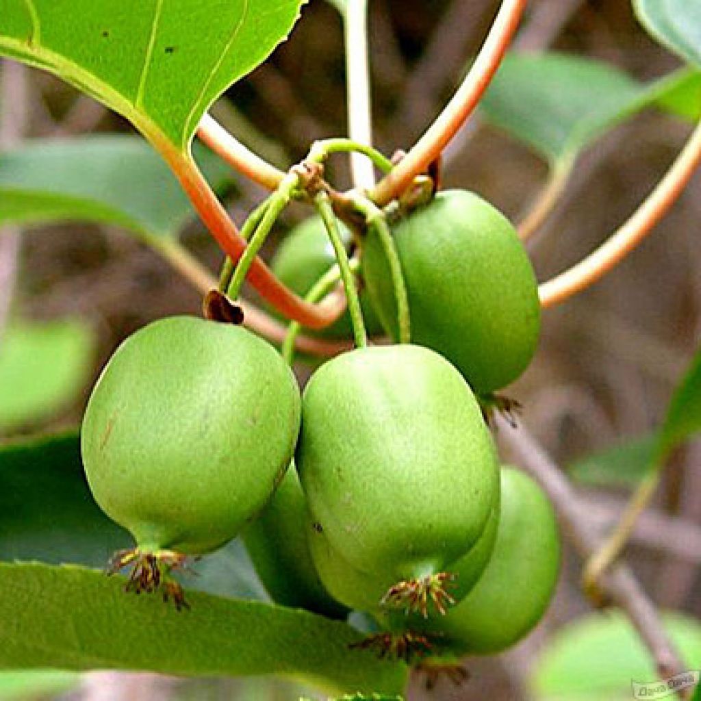 Актинидия коломикта Сентябрьская (Actinidia kolomikta Sentyabrskaya) -  описание сорта, фото, саженцы, посадка, особенности ухода. Дачная  энциклопедия.