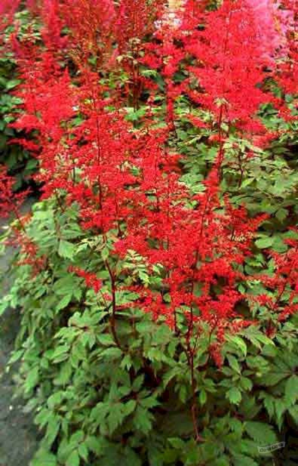 Астильба Арендса Спинелл (Spinel, Спинел) (astilbe arendsii spinell) -  описание сорта, фото, саженцы, посадка, особенности ухода. Дачная  энциклопедия.