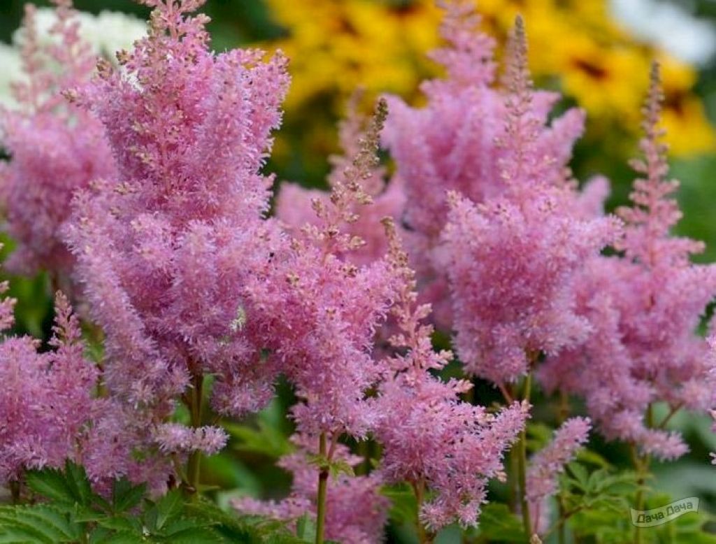 Астильба Вандефул Дэй (Astilbe Wonderful Day) - описание сорта, фото,  саженцы, посадка, особенности ухода. Дачная энциклопедия.