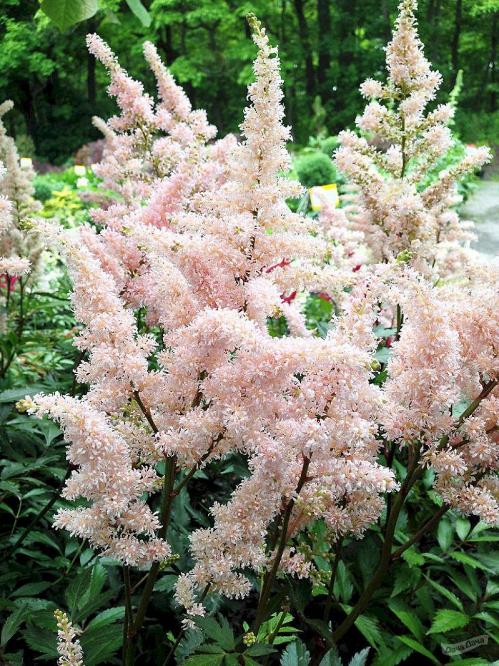 Astilbe 'Peach Blossom' (Japonica Hybrid)