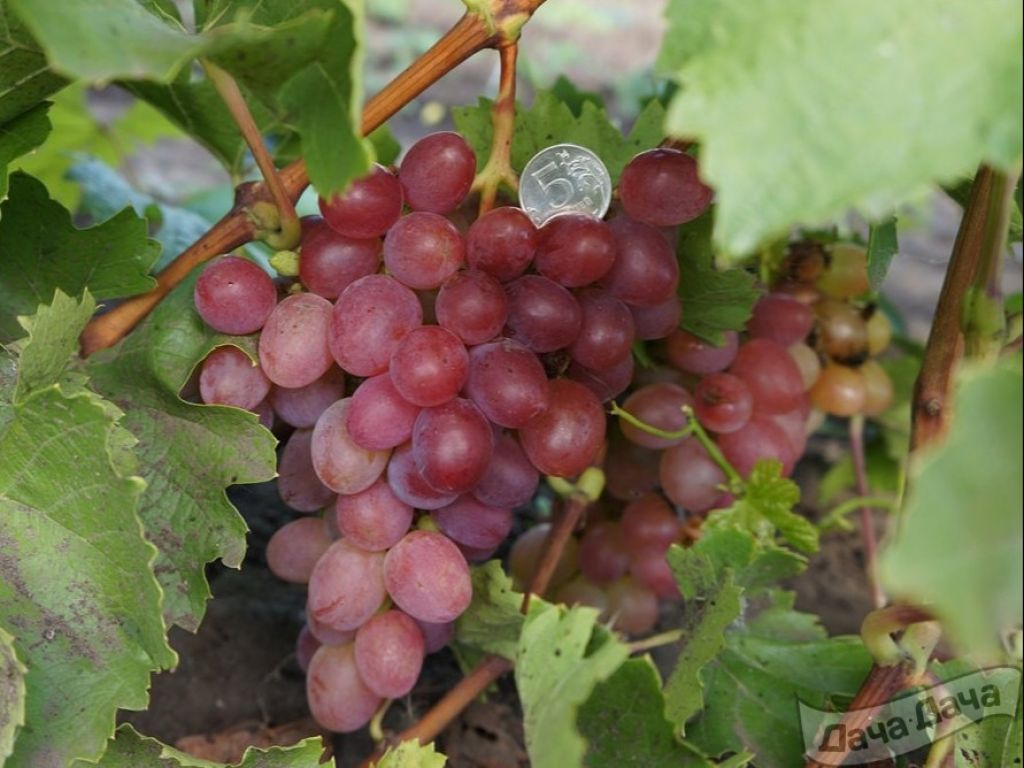 Сорта винограда для самарской области с фото и описанием