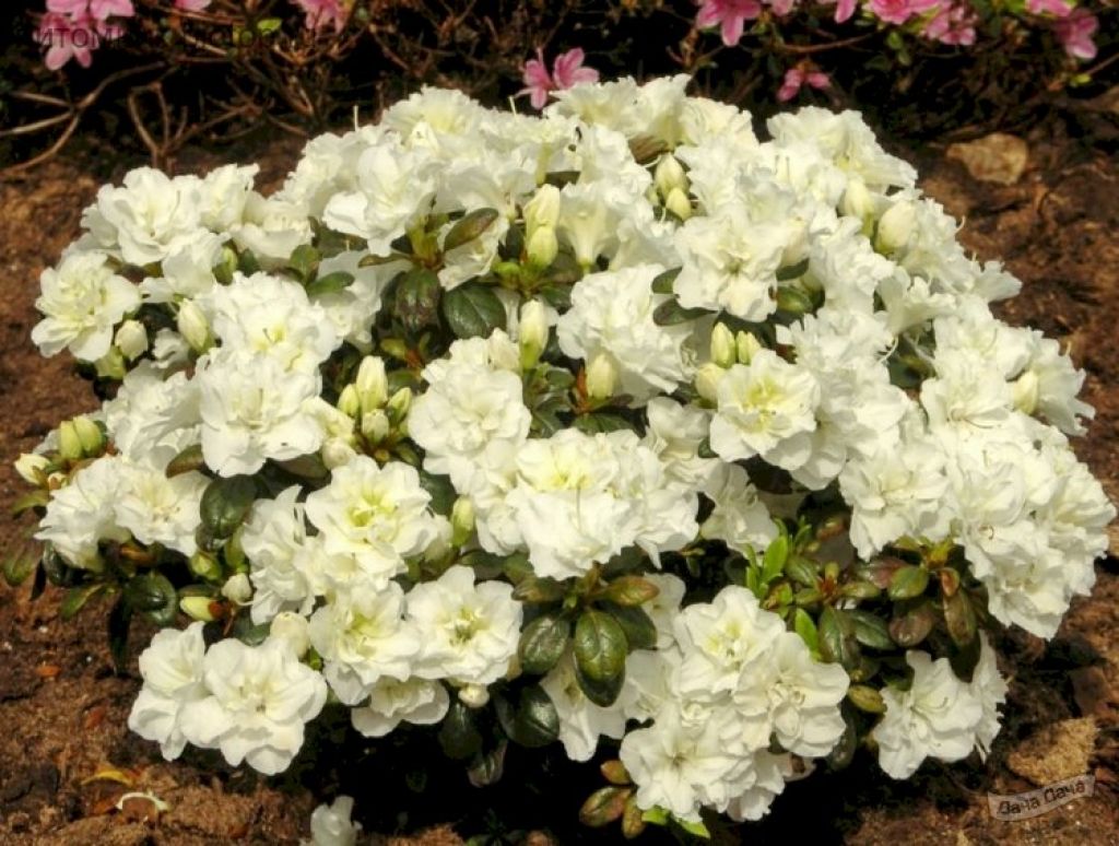 Азалия японская Шниперл (AZALEA JAPONICA Schneeperle) - описание сорта,  фото, саженцы, посадка, особенности ухода. Дачная энциклопедия.