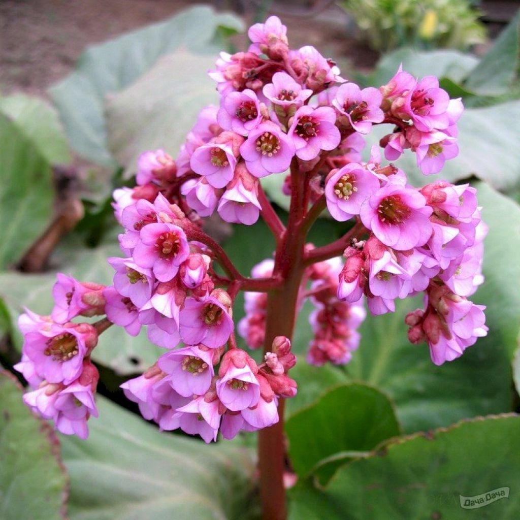 Бадан (Bergenia) - описание сорта, фото, саженцы, посадка, особенности  ухода. Дачная энциклопедия.