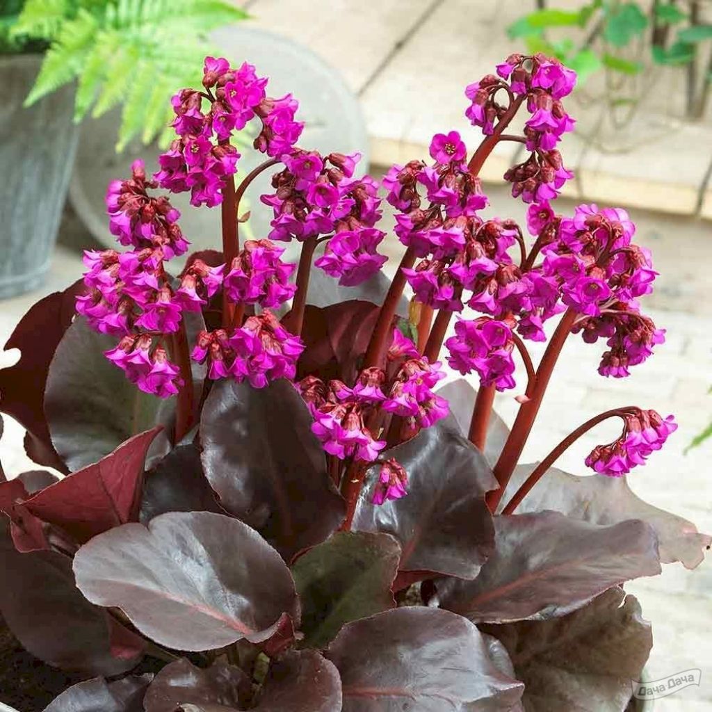 Бадан сердцелистный Эроика (Eroica) (Bergenia cordifolia Eroica) - описание  сорта, фото, саженцы, посадка, особенности ухода. Дачная энциклопедия.