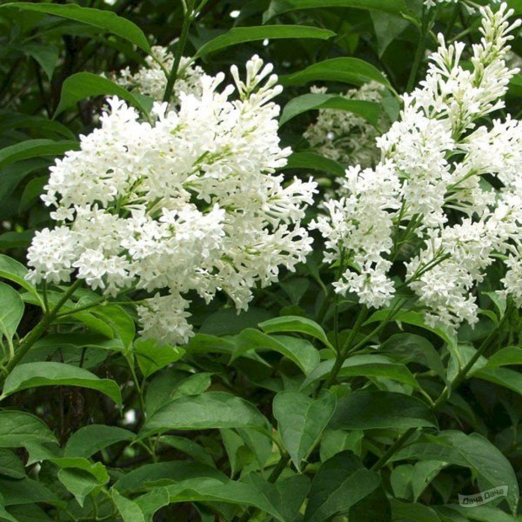 Сирень венгерская белоцветковая (Syringa josikaea f. monstrosa) - описание  сорта, фото, саженцы, посадка, особенности ухода. Дачная энциклопедия.