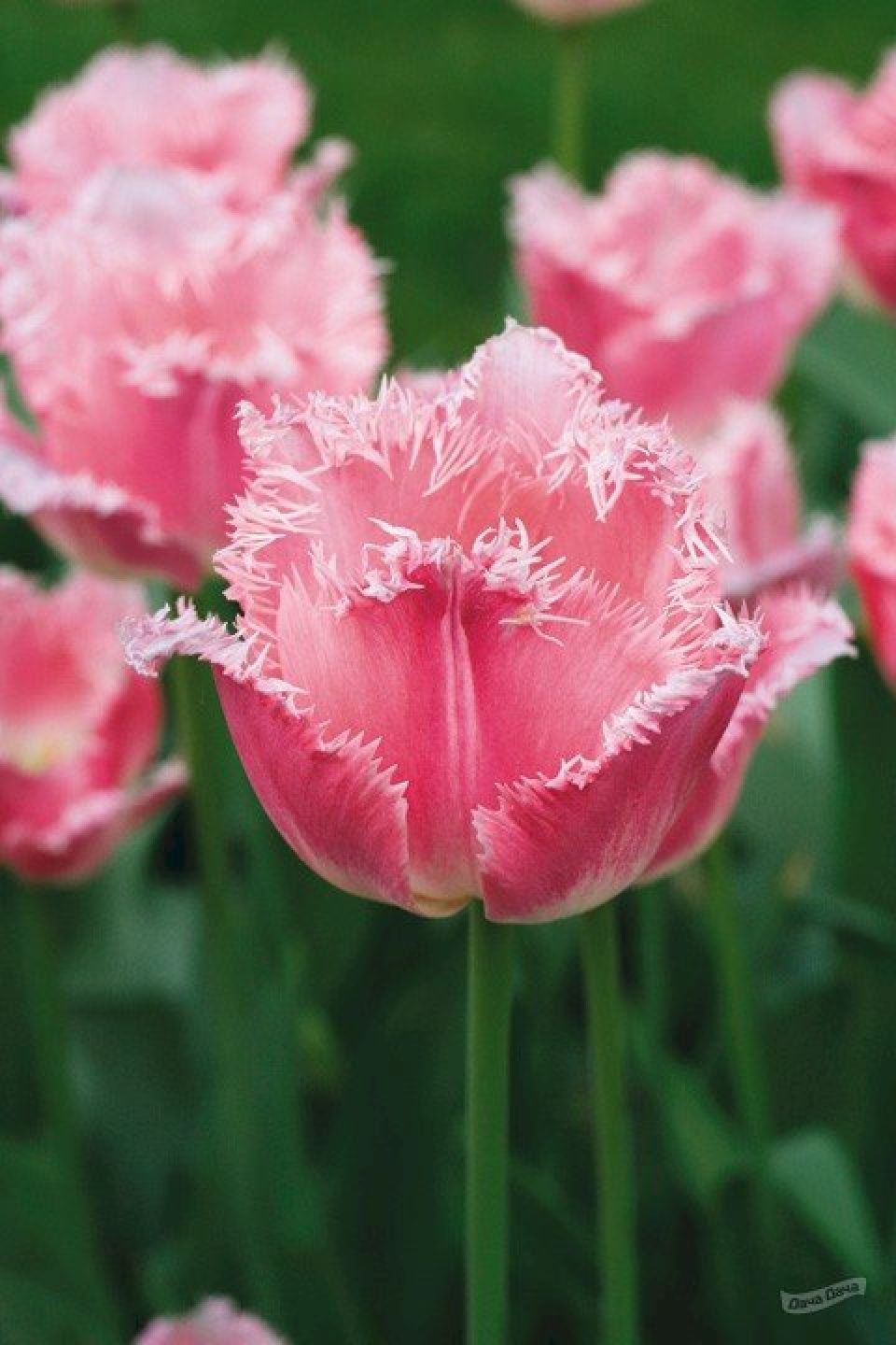 Тюльпан бахромчатый Бель Сонг (Tulip Bell Song) - описание сорта, фото