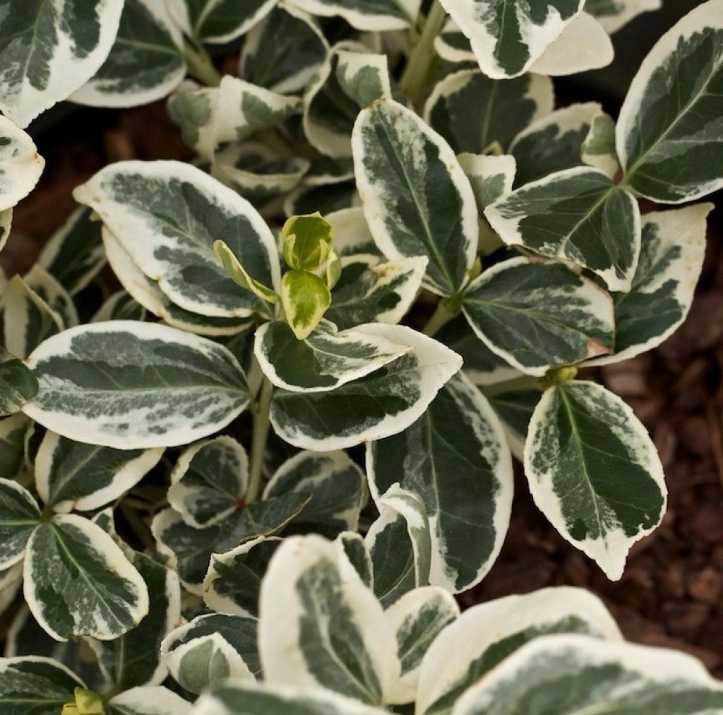 Дерен белый sibirica variegata (сибирика вариегата). Педилантус зеленый. Фикус педилантус. Педилантус цветок. Дерен белый айвори хало.