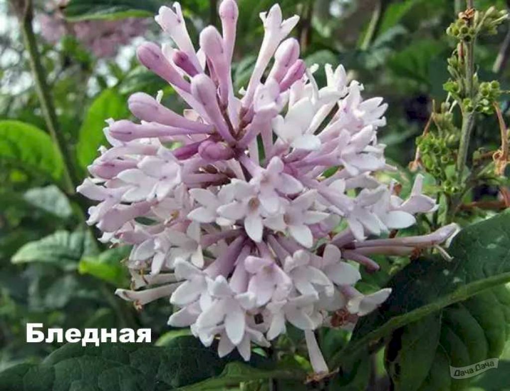 Сирень венгерская бледная (Syringa josikaea f. pallida) - описание сорта,  фото, саженцы, посадка, особенности ухода. Дачная энциклопедия.