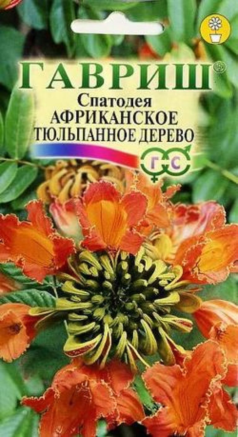 Купить Семена спатодея Африканское тюльпанное дерево 0,05 г Гавриш в  интернет-магазине «ДачаДача». Доставка и самовывоз в Москве и Московской  области.